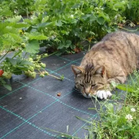 Vakantiehuis Vaaran By Interhome