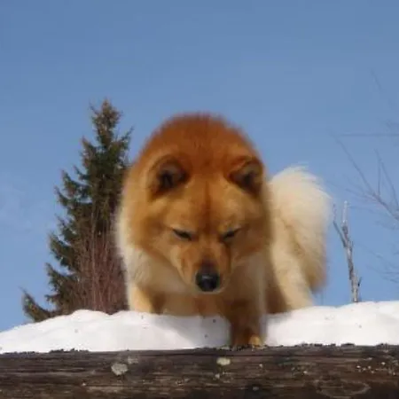 Vaaran By Interhome * Pohjavaara